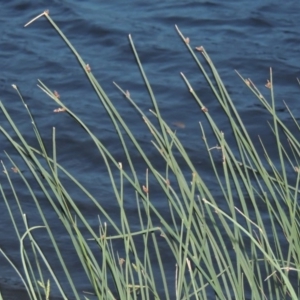 Schoenoplectus pungens at Greenway, ACT - 21 Apr 2015