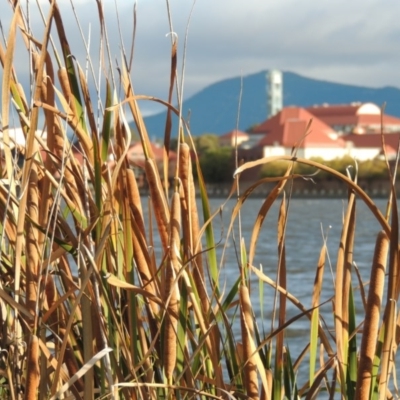 Typha domingensis (Bullrush) at Greenway, ACT - 22 Apr 2015 by MichaelBedingfield