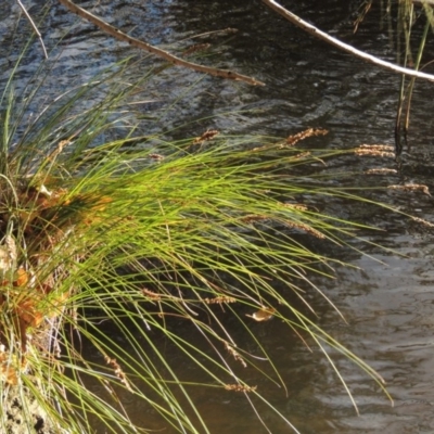 Carex appressa (Tall Sedge) at Lake Tuggeranong - 22 Apr 2015 by michaelb