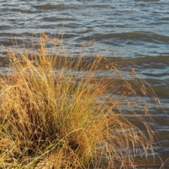 Juncus (genus) (A Rush) at Greenway, ACT - 22 Apr 2015 by MichaelBedingfield