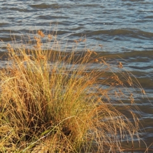 Juncus sp. at Greenway, ACT - 22 Apr 2015