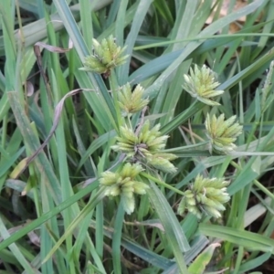 Cyperus eragrostis at Greenway, ACT - 22 Apr 2015