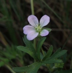 Geranium retrorsum (Grassland Cranesbill) at Lake Tuggeranong - 22 Apr 2015 by michaelb