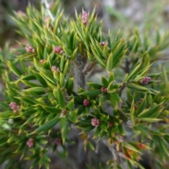 Lissanthe strigosa subsp. subulata (Peach Heath) at Mulligans Flat - 29 Apr 2015 by FranM