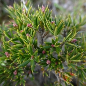 Lissanthe strigosa subsp. subulata at Sutton, NSW - 29 Apr 2015