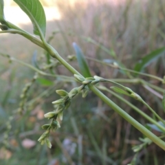 Persicaria hydropiper (Water Pepper) at Greenway, ACT - 22 Apr 2015 by michaelb