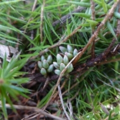 Acrotriche serrulata (Ground-berry) at Mulligans Flat - 29 Apr 2015 by FranM