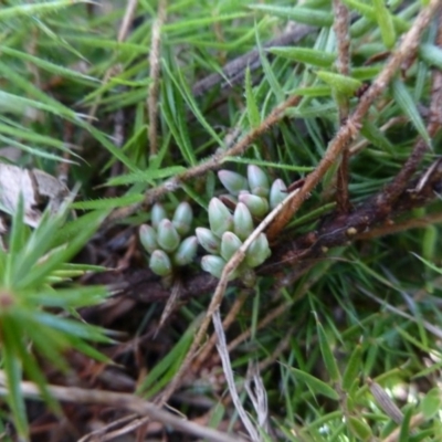 Acrotriche serrulata (Ground-berry) at Sutton, NSW - 29 Apr 2015 by FranM