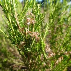 Cassinia sifton (Sifton Bush, Chinese Shrub) at Mulligans Flat - 29 Apr 2015 by FranM