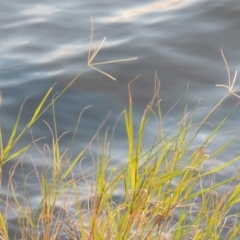 Cynodon dactylon (Couch Grass) at Lake Tuggeranong - 22 Apr 2015 by michaelb