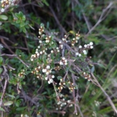 Cryptandra amara (Bitter Cryptandra) at Mulligans Flat - 29 Apr 2015 by FranM