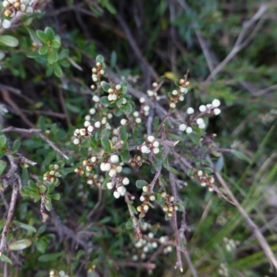 Cryptandra amara (Bitter Cryptandra) at Mulligans Flat - 29 Apr 2015 by FranM