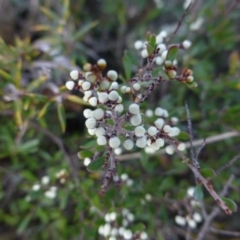 Cryptandra amara at Sutton, NSW - 29 Apr 2015 01:50 PM