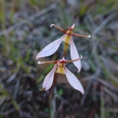 Eriochilus cucullatus (Parson's Bands) at Sutton, NSW - 29 Apr 2015 by FranM