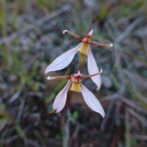 Eriochilus cucullatus at Sutton, NSW - suppressed