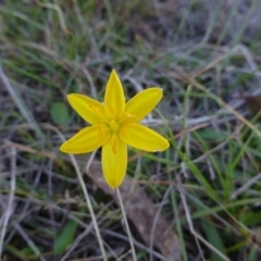 Hypoxis hygrometrica (Golden Weather-grass) at Mulligans Flat - 29 Apr 2015 by FranM