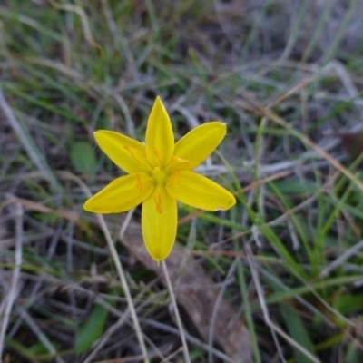 Hypoxis hygrometrica (Golden Weather-grass) at Sutton, NSW - 29 Apr 2015 by FranM