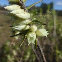 Melichrus urceolatus (Urn Heath) at Sutton, NSW - 29 Apr 2015 by FranM