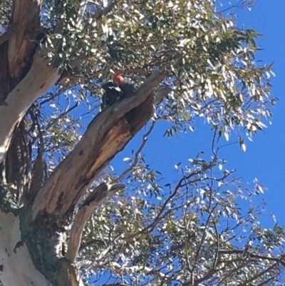 Callocephalon fimbriatum (Gang-gang Cockatoo) at Red Hill to Yarralumla Creek - 16 Sep 2018 by KL