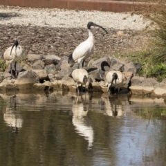 Threskiornis molucca (Australian White Ibis) at Belconnen, ACT - 16 Sep 2018 by AlisonMilton