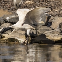 Threskiornis molucca at Belconnen, ACT - 16 Sep 2018 10:42 AM