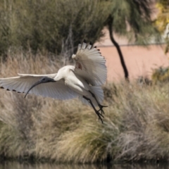 Threskiornis molucca at Belconnen, ACT - 16 Sep 2018 10:42 AM