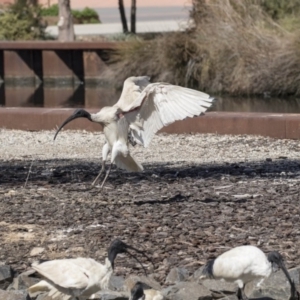 Threskiornis molucca at Belconnen, ACT - 16 Sep 2018 10:42 AM