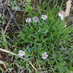 Vittadinia muelleri (Narrow-leafed New Holland Daisy) at Mulligans Flat - 29 Apr 2015 by FranM