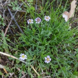 Vittadinia muelleri at Sutton, NSW - 29 Apr 2015