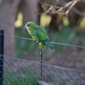 Polytelis swainsonii at Murrumbateman, NSW - 16 Sep 2018