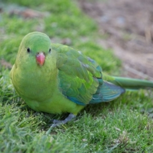 Polytelis swainsonii at Murrumbateman, NSW - 16 Sep 2018