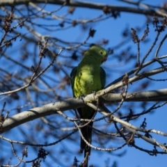 Polytelis swainsonii at Murrumbateman, NSW - suppressed