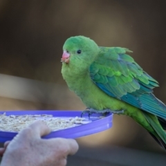 Polytelis swainsonii at Murrumbateman, NSW - 16 Sep 2018