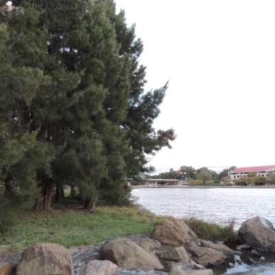 Casuarina cunninghamiana subsp. cunninghamiana (River She-Oak, River Oak) at Greenway, ACT - 22 Apr 2015 by michaelb