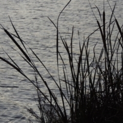 Typha domingensis (Bullrush) at Greenway, ACT - 22 Apr 2015 by MichaelBedingfield