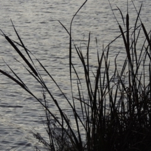 Typha domingensis at Greenway, ACT - 22 Apr 2015