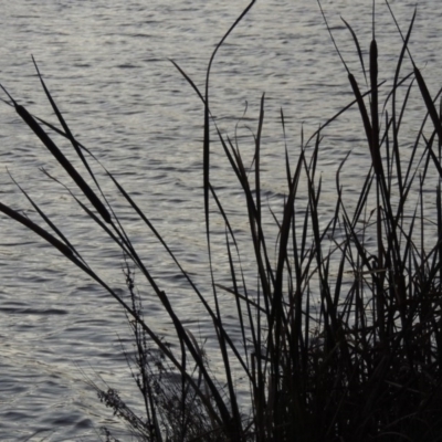 Typha domingensis (Bullrush) at Greenway, ACT - 22 Apr 2015 by MichaelBedingfield