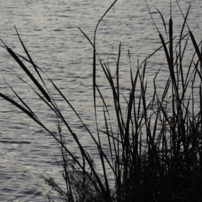 Typha domingensis (Bullrush) at Lake Tuggeranong - 22 Apr 2015 by michaelb