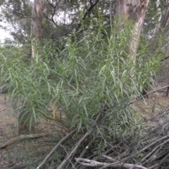 Solanum linearifolium (Kangaroo Apple) at Majura, ACT - 1 May 2015 by SilkeSma