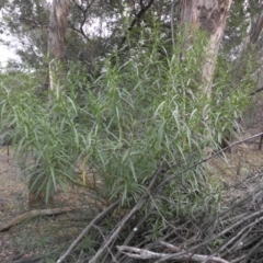 Solanum linearifolium (Kangaroo Apple) at Majura, ACT - 30 Apr 2015 by SilkeSma