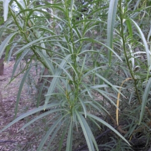 Solanum linearifolium at Majura, ACT - 1 May 2015