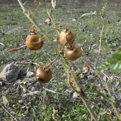 Solanum cinereum (Narrawa Burr) at Majura, ACT - 1 May 2015 by SilkeSma