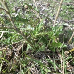 Solanum cinereum at Majura, ACT - 1 May 2015