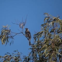 Anthochaera carunculata (Red Wattlebird) at Murrumbateman, NSW - 16 Sep 2018 by SallyandPeter