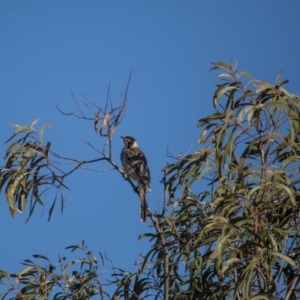 Anthochaera carunculata at Murrumbateman, NSW - 16 Sep 2018 03:58 PM