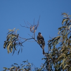 Anthochaera carunculata at Murrumbateman, NSW - 16 Sep 2018 03:58 PM