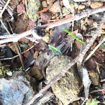 Caladenia actensis (Canberra Spider Orchid) at Mount Majura - 2 May 2015 by AaronClausen