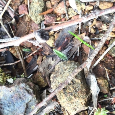 Caladenia actensis (Canberra Spider Orchid) at Hackett, ACT by AaronClausen