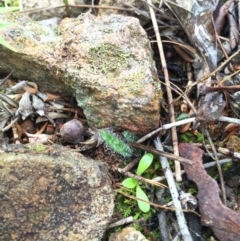 Caladenia actensis at suppressed - suppressed