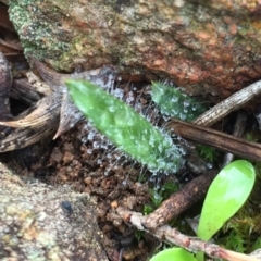 Caladenia actensis at suppressed - 2 May 2015